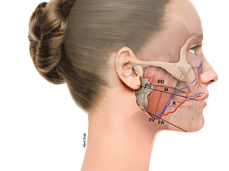 Be careful not to chew gum too much on one side guys, my jaw muscles have  developed asymmetrically due to doing this. Thinking of getting masseter  reducing Botox to fix the asymmetry