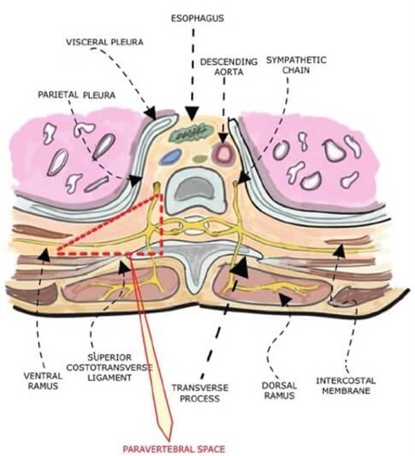 Safety And Risks Of Local Anaesthesia And Regional Blocks In Plastic